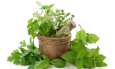 সকলো ঠাইতে উপলব্ধ ঔষধি উদ্ভিদ যি আপোনাক আৰোগ্য কৰিব পাৰে