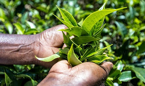 আপুনি জানেনে অসম চাহ ইমান বিশেষ কিয়?