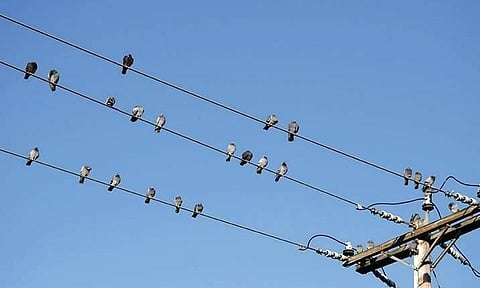 অসম: হাই ভল্টেজ পাৱাৰ লাইনৰ বাবে উত্তৰ লখিমপুৰত প্ৰাণ যায় কেইবাটাও চৰাইৰ