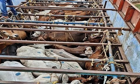 গুৱাহাটীঃ বকৰিদৰ আগতে আৰক্ষীয়ে জব্দ কৰিছে  দুখন গৰু ভৰ্তি ট্ৰাক