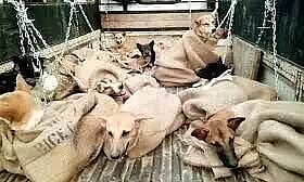 অসমঃ বোকাখাতত পথৰ দাঁতিত বান্ধি এৰি থৈ যোৱা ৩১টা কুকুৰ উদ্ধাৰ