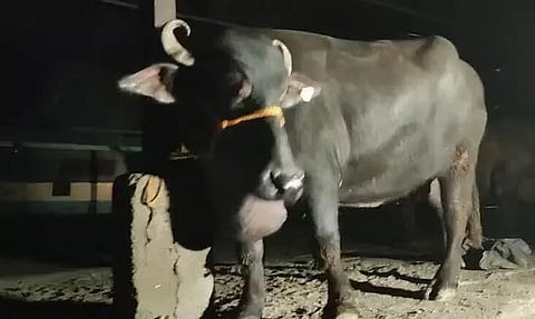 অসমঃ গুৱাহাটীৰ বামুনিমৈদামৰ পৰা ৩২ টা ম'হ জব্দ