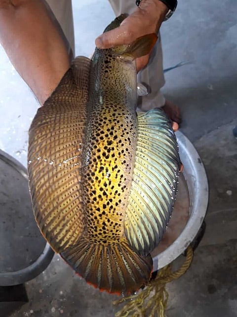 নিষিদ্ধ ছানাবুৰকা মাছ সহ এজনক গ্ৰেপ্তাৰ