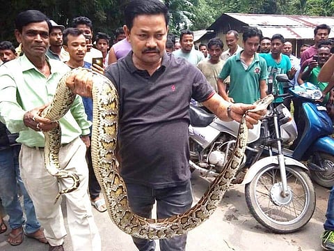 শিৱসাগৰৰ বেতবাৰীত অজগৰ উদ্ধাৰ