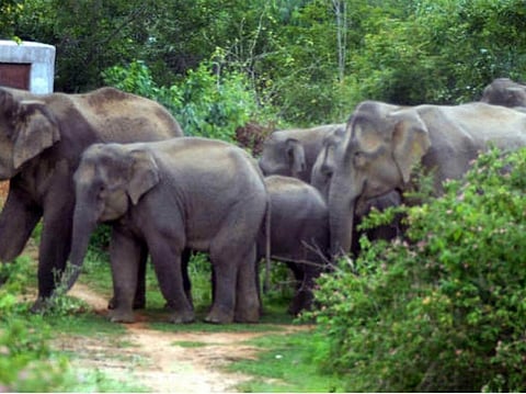 বনহস্তীৰ আক্ৰমনত নিদ্ৰাবিহীন ৰজনী পাৰ কৰিছে নিমাতীঘাটবাসীয়ে