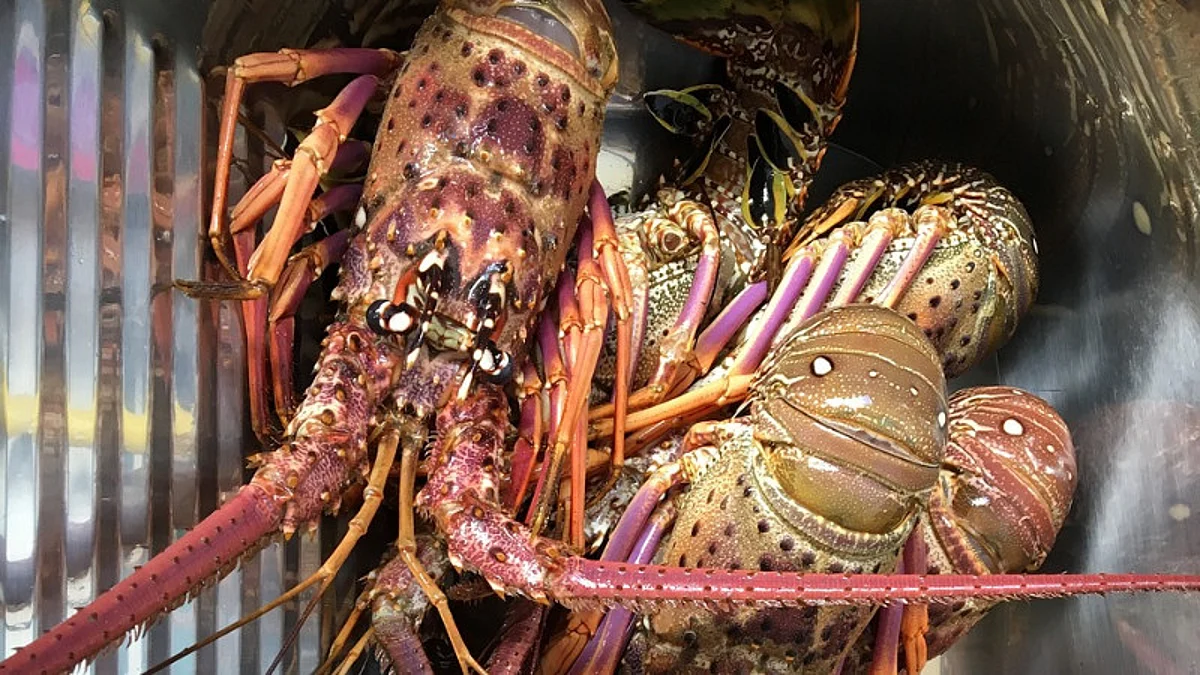 Massachusetts appeals court restores lobster fishing limits to protect Massachusetts appeals court restores lobster fishing limits to protect