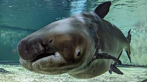 Mekong giant catfish
