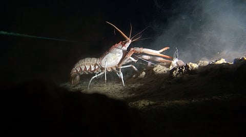 A scampi captured on a deep-sea camera
