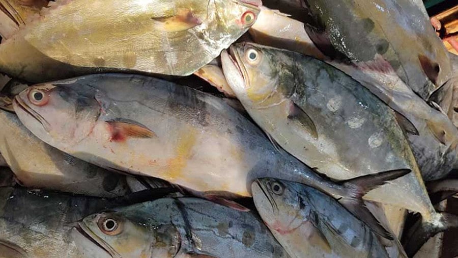 Pakistan's Sindh province eyes increased seafood exports to EU despite ban
