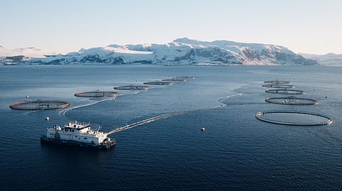 Norwegian seafood company Mowi offering bounty for return of escaped salmon
