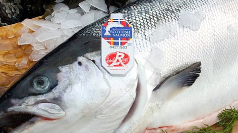 Scottish salmon exports hit record high in 2024