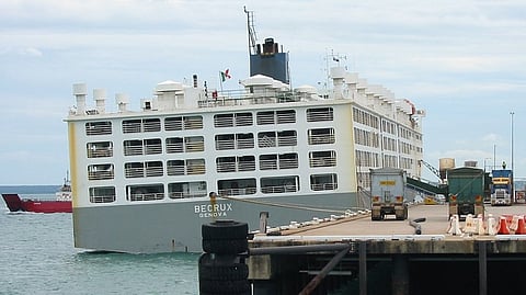 Live cattle being loaded for export on Fort Hill Wharf in May 2004