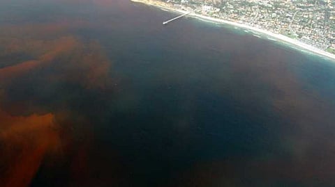 Partnership developing natural solution to counter hazardous algal blooms in Florida
