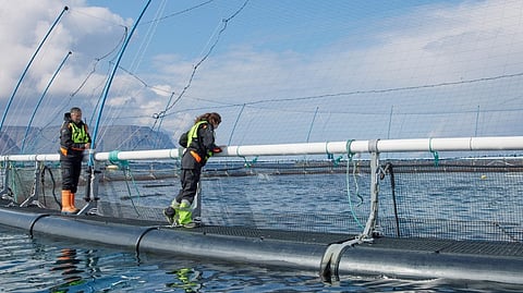 Icelandic Salmon