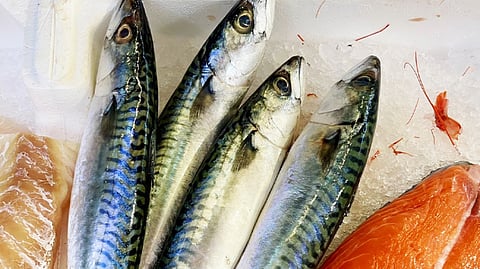 Norwegian mackerel