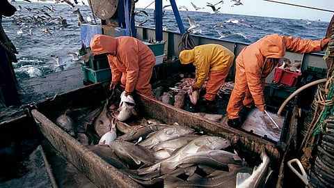 Cod fishing