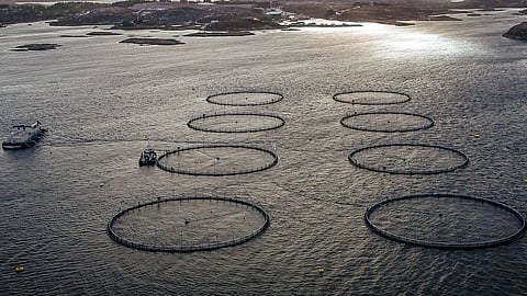 A Norcod cod farm