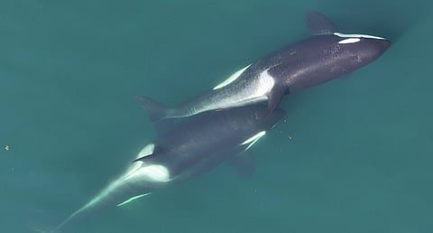 Two whales "allokelping", with a small length of kelp stem visible between them