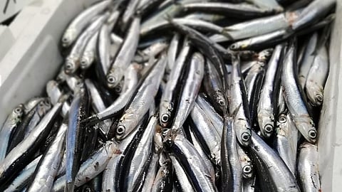 Anchovy