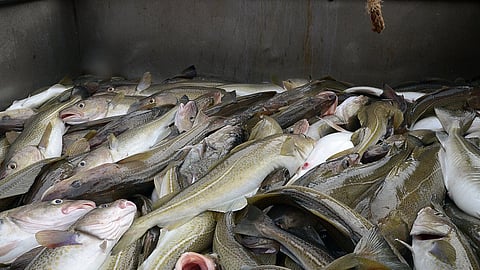Cod