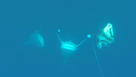 Sharks following a hooked red emperor