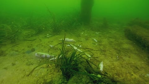 Algae bloom in South Australian waters