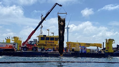 First harvest at Dutch offshore seaweed farm North Sea Farm 1