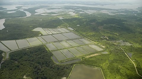 Ecuadorian shrimp farm