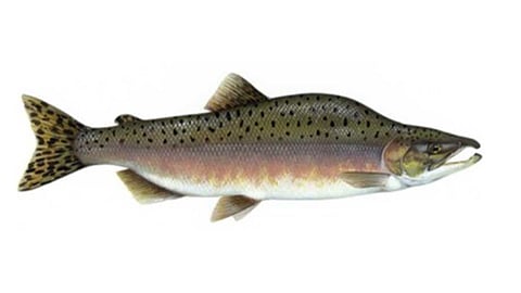 Pacific pink salmon