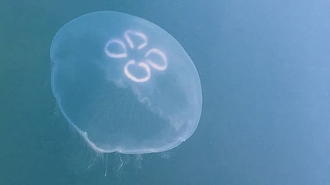 Asian Moon jellyfish