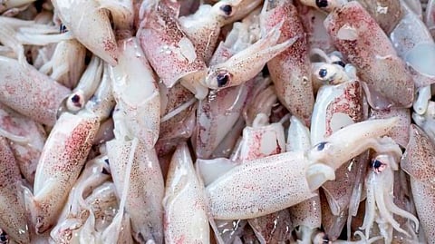 Loligo squid