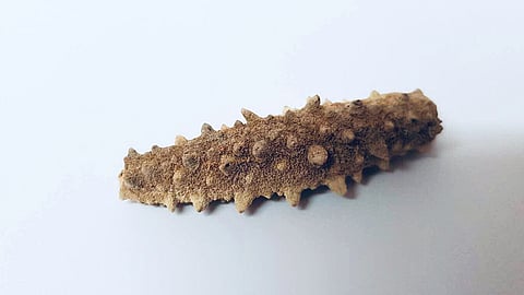 New Zealand sea cucumber