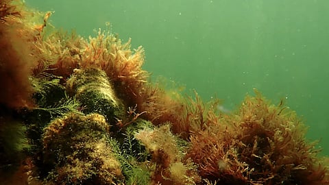 Oyster reef