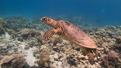 Hawksbill turtle