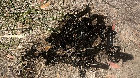 Illegally caught marron