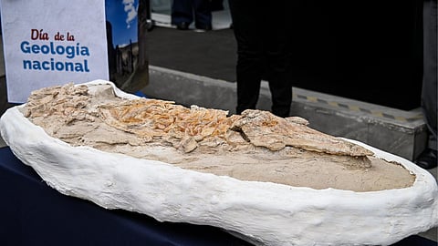Fossilised skeleton of an ancient dolphin