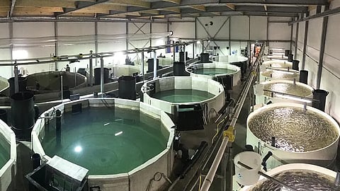 RAS facility in Zeeland, Netherlands