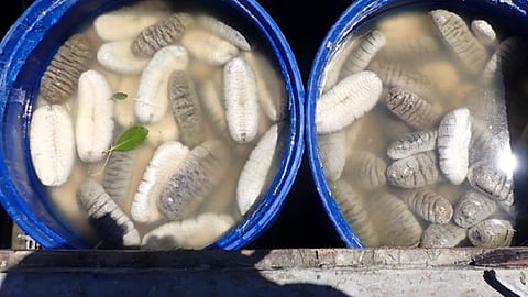 Seized sea cucumber