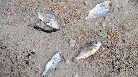 Fish kill