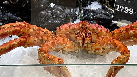 King crab