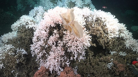 A sponge (Haliclona sp) atop a large mound of Desmophyllum pertusum, a slow-growing, cold-water stony coral species recently designated as vulnerable to extinction, documented at 269 metres deep. This dive took place near the head of the Cabo Polonio submarine canyon.
