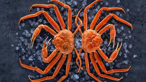 Snow crab