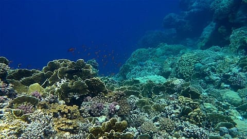 Greek marine wildlife