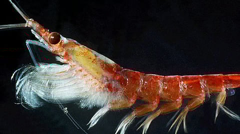 Antarctic krill