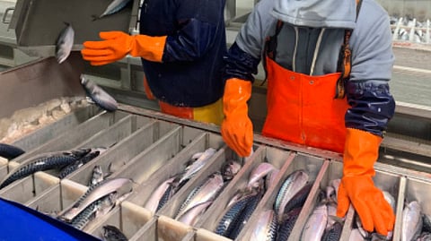 Sorting of caught fish