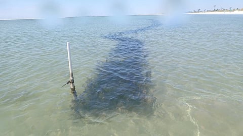 On this stretch of Buck’s Beach near Tyndall Air Force Base in Florida, seagrass survives only where the bamboo provides protection, while the surrounding areas have been reduced to bare sediment by erosion and grazing from sea turtles and manatees.