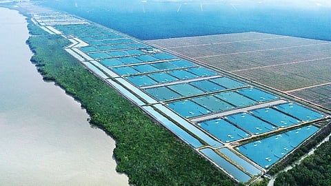 Shrimp aquaculture farm