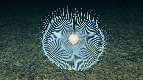 This hydroid, an independent polyp related to jellyfish and corals, was imaged by a remotely operated vehicle during the NOAA-supported expedition on the exploration vessel Nautilus to explore the deep waters of the Cook Islands.