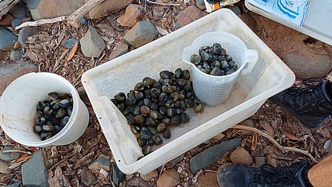 The illegal haul of ark shells