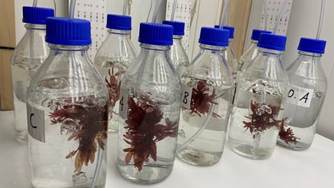 Dulse growing on different concentrations of effluent water from a RAS facility